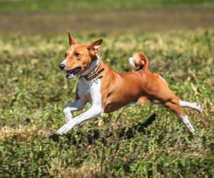 Die ältesten Hunderassen der Welt