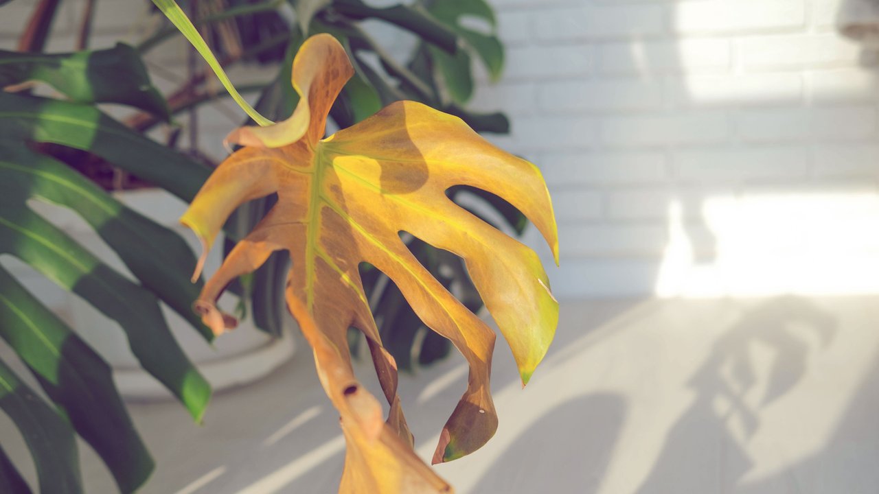 Monstera mit gelbem Blatt