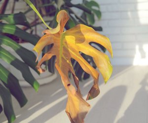 Was dir deine Monstera wirklich sagen will, wenn sie gelbe Blätter bekommt