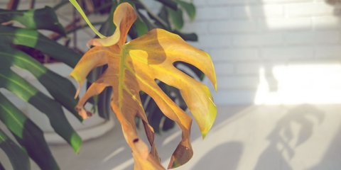 Monstera Pflege: Tipps fr den Zimmerpflanzen-Klassiker