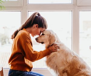 Du liebst Hunde? Die besten Hunderassen für Anfänger