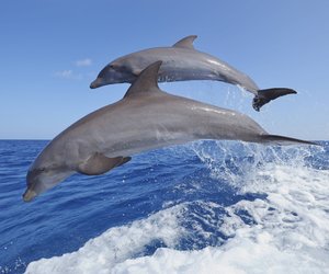 Traumdeutung Delfin: Das sind die häufigsten Interpretationen