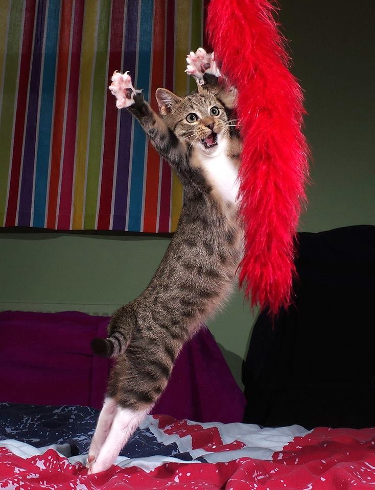 The Dancing Kitten