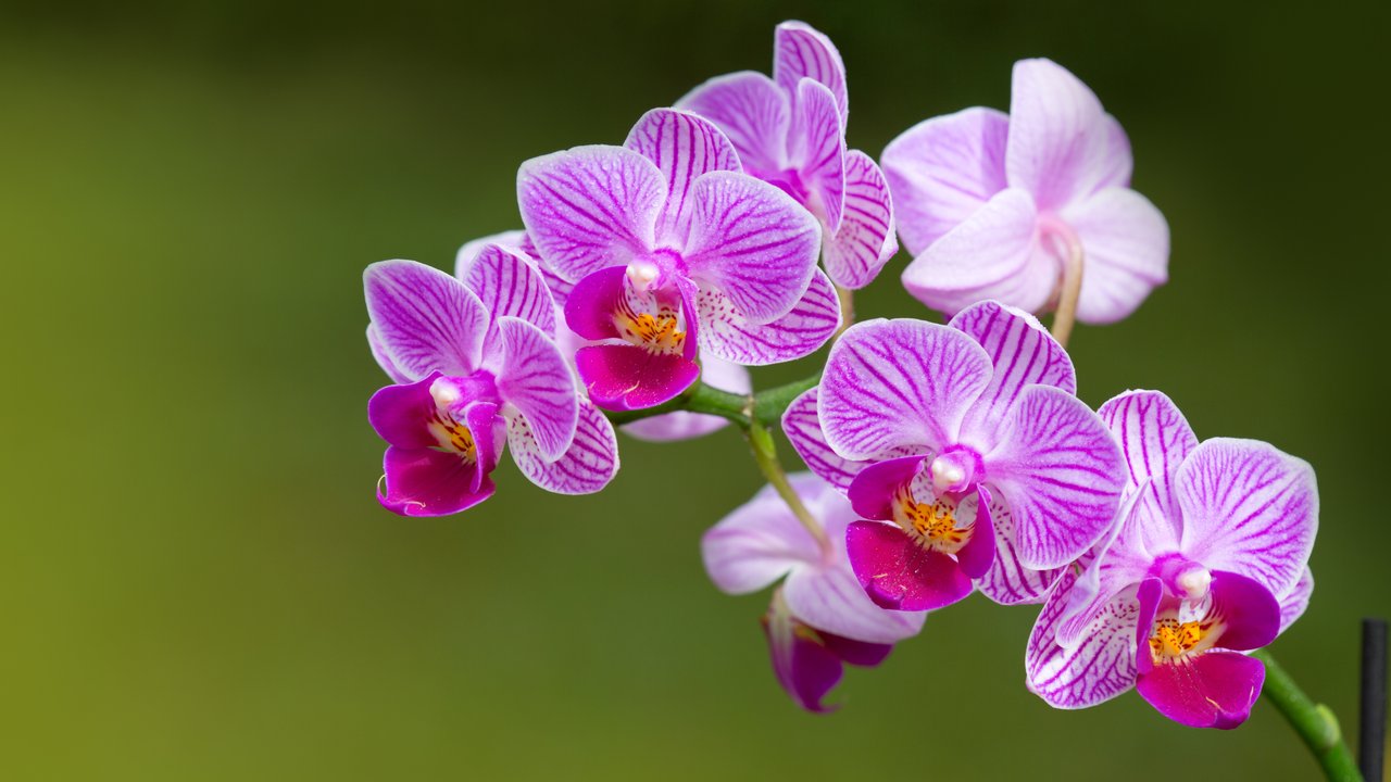 Orchideen Tattoo