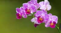 10 farbenprächtige Motive für dein Orchideen-Tattoo