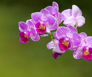 10 farbenprächtige Motive für dein Orchideen-Tattoo
