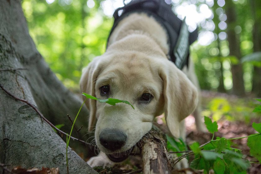 Labrador Retriever im Wald