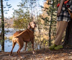 Mit dem Vierbeiner unterwegs: Die schönsten Wanderrouten mit Hund in Hessen