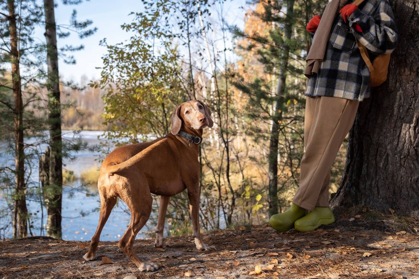 Hund Wandertour