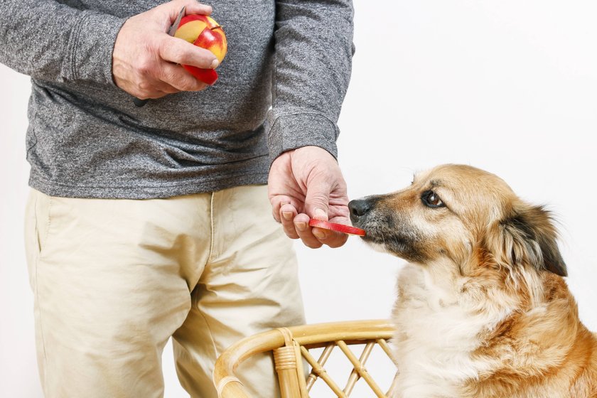 Ein Mann gibt seinem Hund ein Stück Apfel.