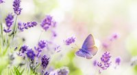 Das bedeutet der lila Schmetterling am Babybett