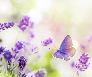 Das bedeutet der lila Schmetterling am Babybett