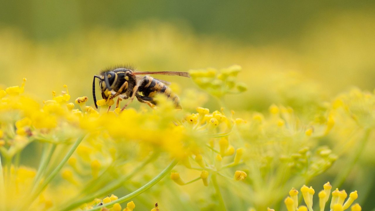 Wespe auf gelben Blüten