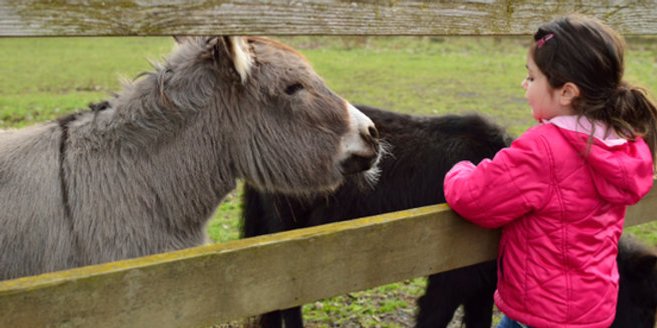 Ausflüge mit Kindern: Kind streichelt Pony und Esel Ausflüge mit Kindern: Kind streichelt Pony und Esel