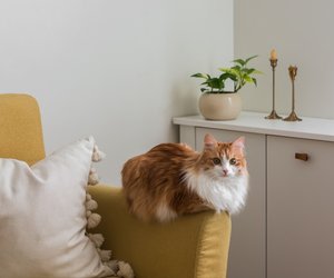 Jetzt zum kleinen Preis bei Amazon: Dieser tolle Schrank versteckt die Katzentoilette stilvoll