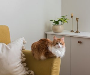Dieser schöne Schrank versteckt die Katzentoilette perfekt – Jetzt günstig bei Amazon sichern