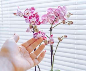 Mehr Blüten an deinen Orchideen? Mit dieser Backzutat musst du sie düngen