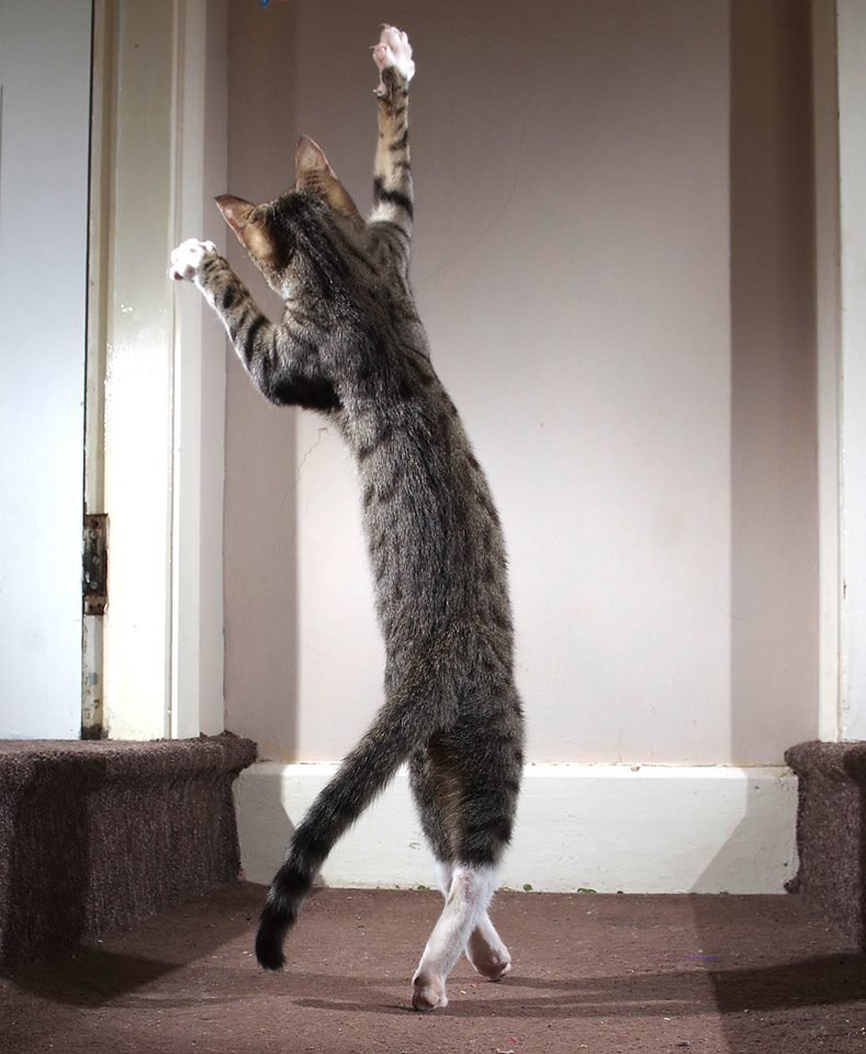 The Dancing Cat