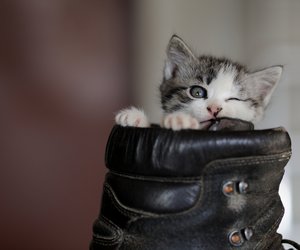 Krass: Diese Marke verkauft Katzenfell-Schuhe