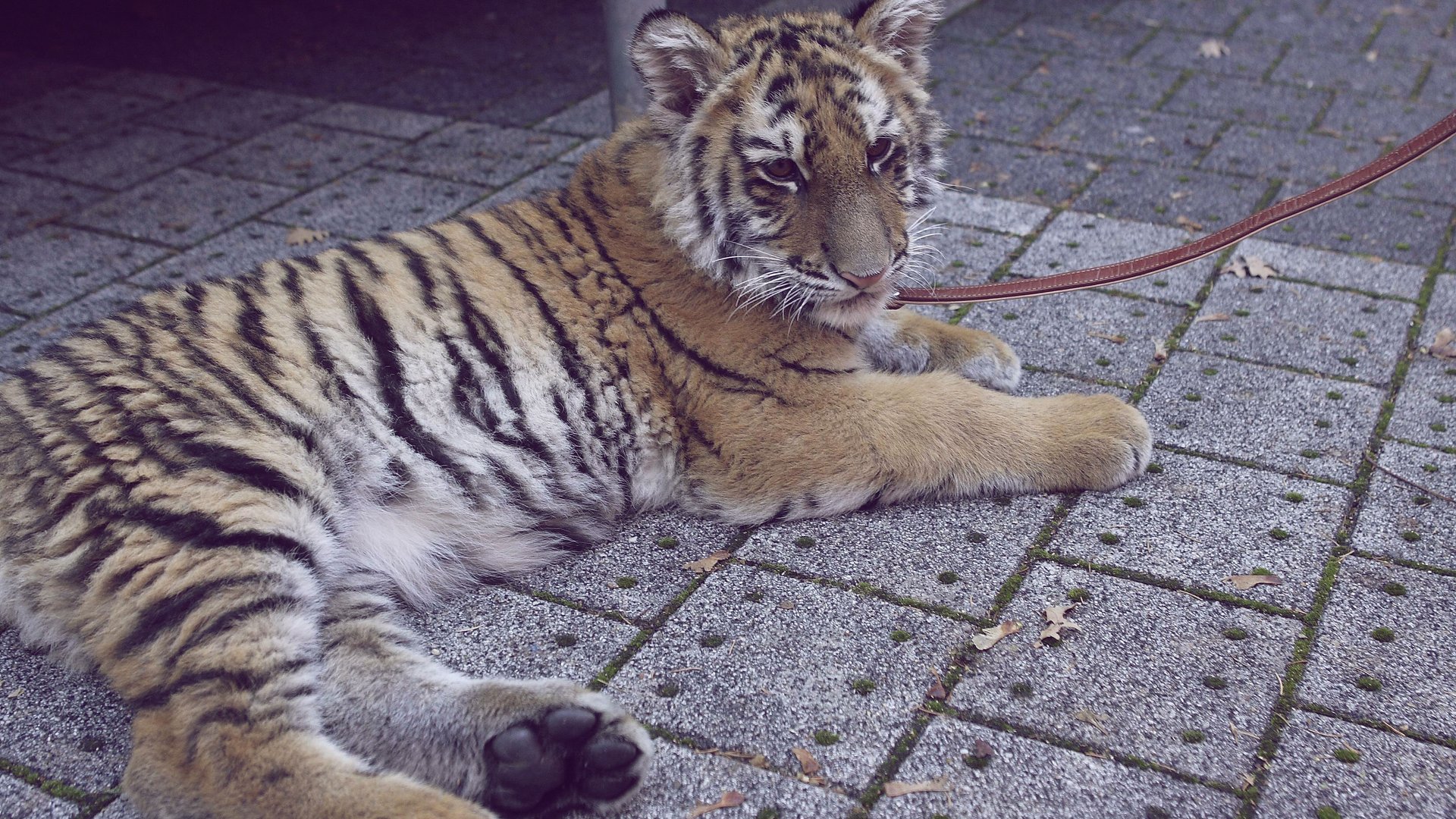 Baby Tiger Haustier