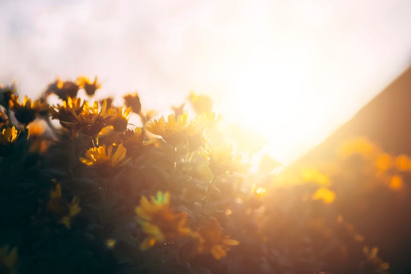 Feld mit frischen Blumen bei Sonnenuntergang