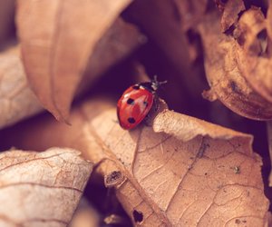 Zeichen vom Universum? Deshalb sehen wir gerade so viele Marienkäfer