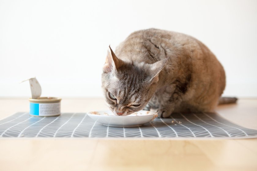 Eine Katze frisst Thunfisch.