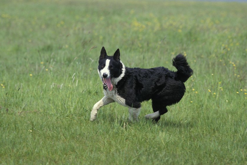 Ein Karelischer Bärenhund rennt über eine grüne Wiese.