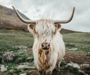 Persönlichkeitstest: Bist du ein typischer Stier? Mach den Sternzeichen-Check!