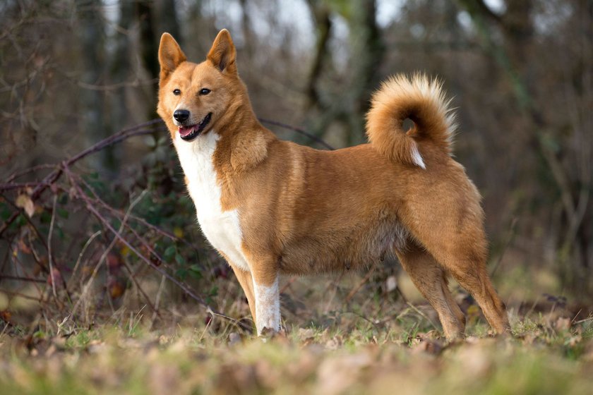 Ein Kanaan-Hund steht vor einem Wald.