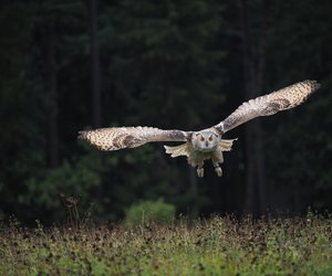 Traumdeutung Eule: Welche Botschaft haben die Nachtvögel für uns?