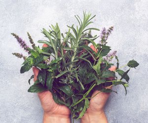 Dieses Kraut hast du garantiert im Garten – und es ist ein wahrer Gedächtnis-Booster