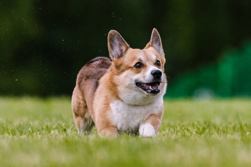 Welsh Corgi