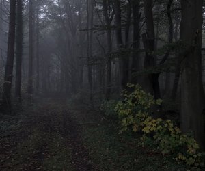 Grauen im Sommercamp: Nach diesem furchteinflößenden Thriller gehst du nie wieder alleine in den Wald