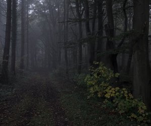 Alptraum im Sommercamp: Dieser Thriller sorgt dafür, dass du nie wieder allein in den Wald willst!