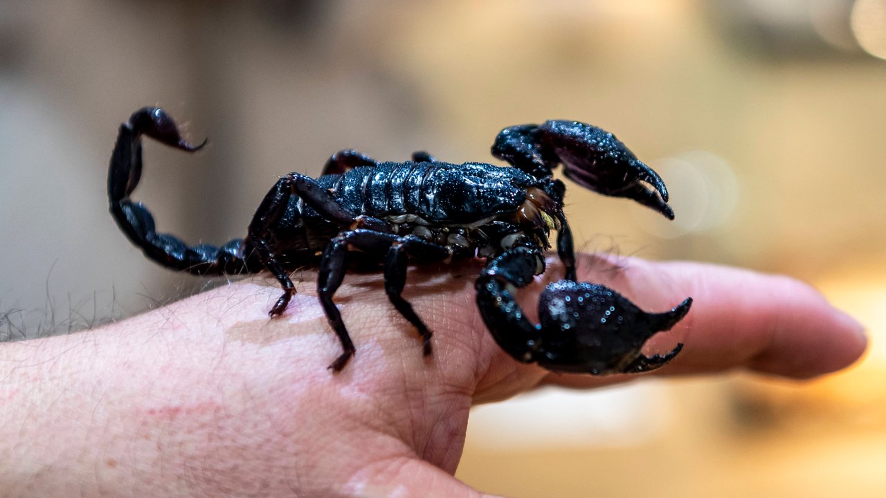 Der Skorpion kann im Traum sehr viele unterschiedliche Botschaften haben.