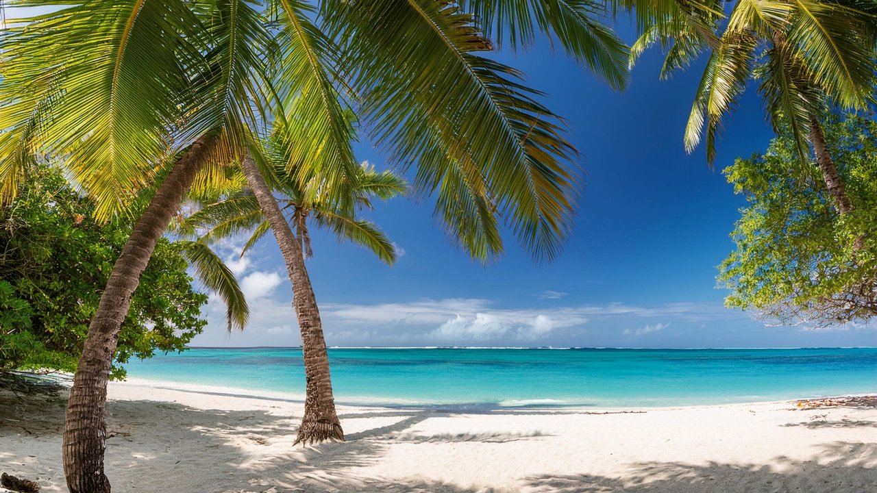 tropical beach scene