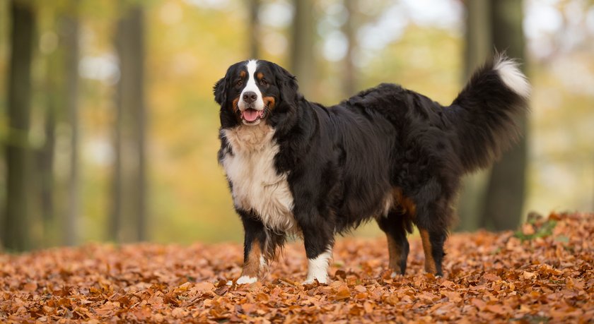 Berner Sennenhund