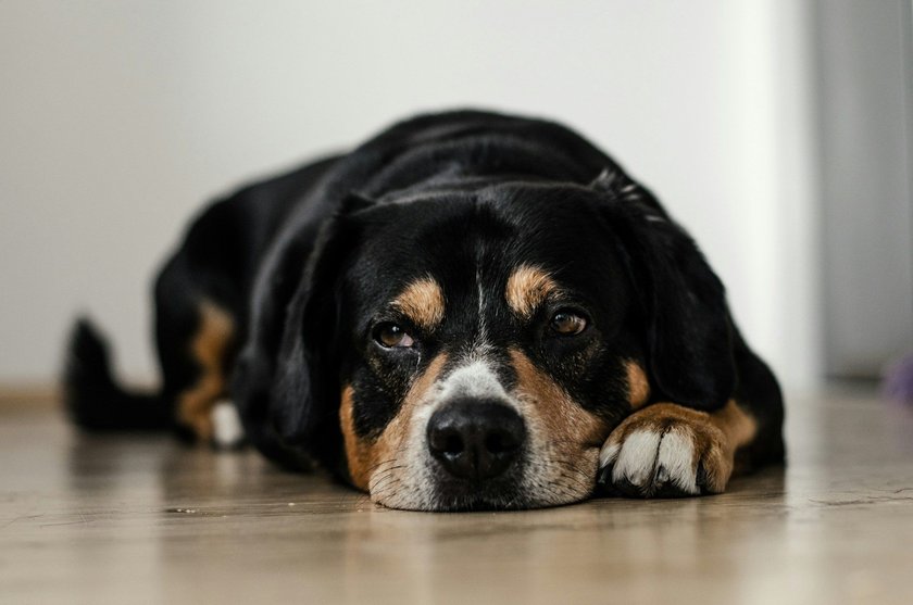 Ein Hund liegt auf dem Bauch.