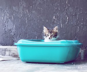 Katzenklo reinigen: Diese wichtigen Tipps & Regeln solltest du kennen