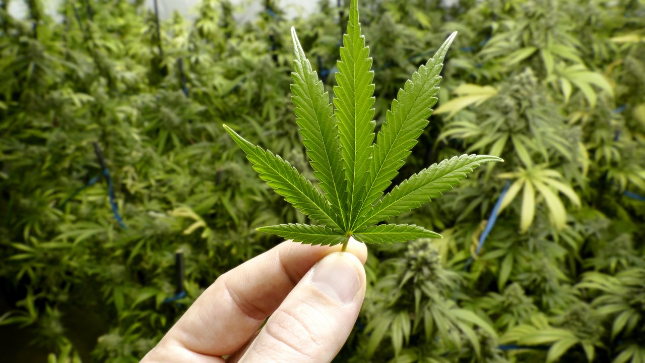 THC: Cannabis soll gegen Demenz helfen