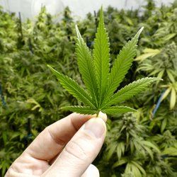 Cannabis hält dein Gehirn jung