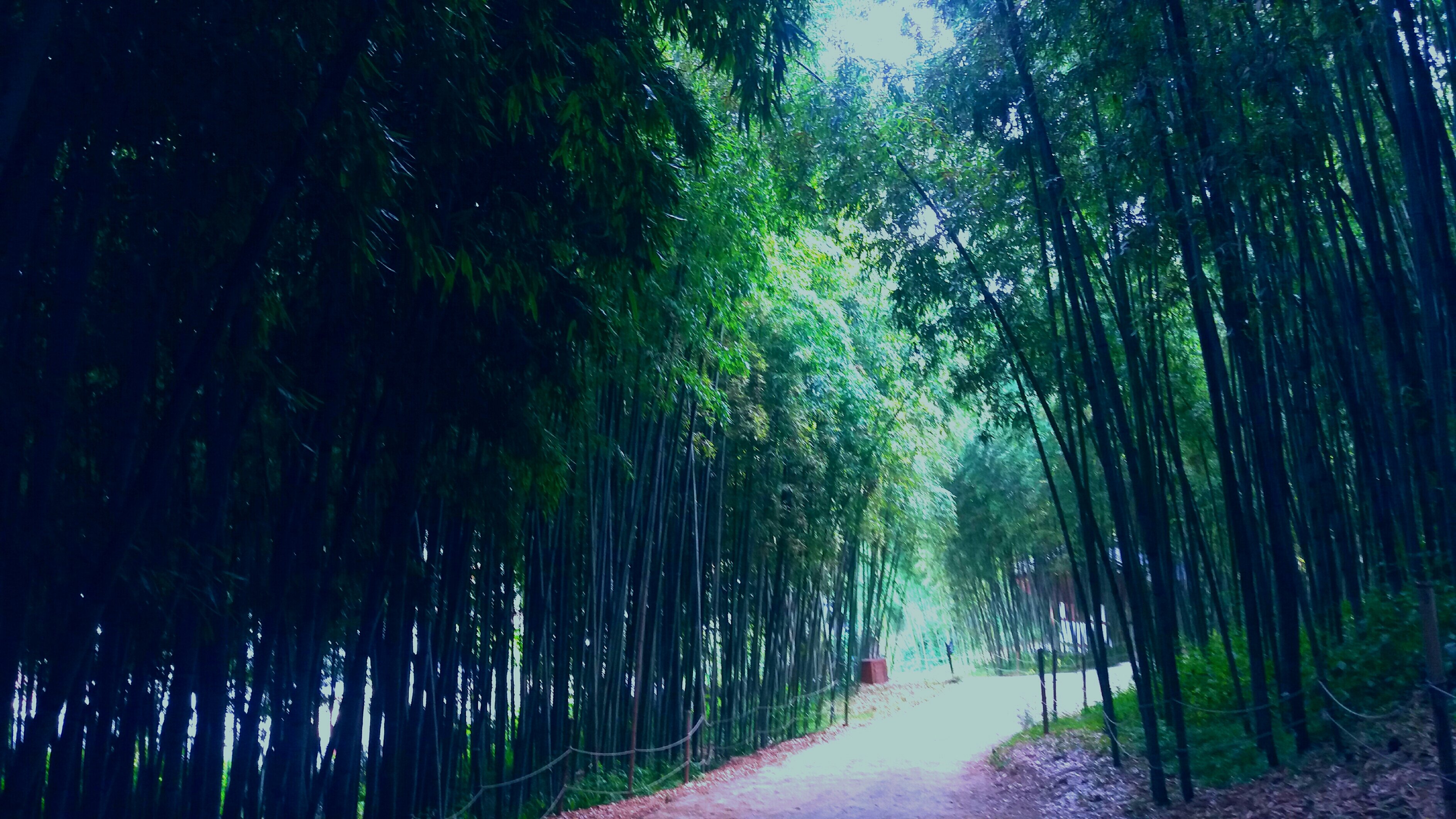Juknokwon Korea Bambus Wald