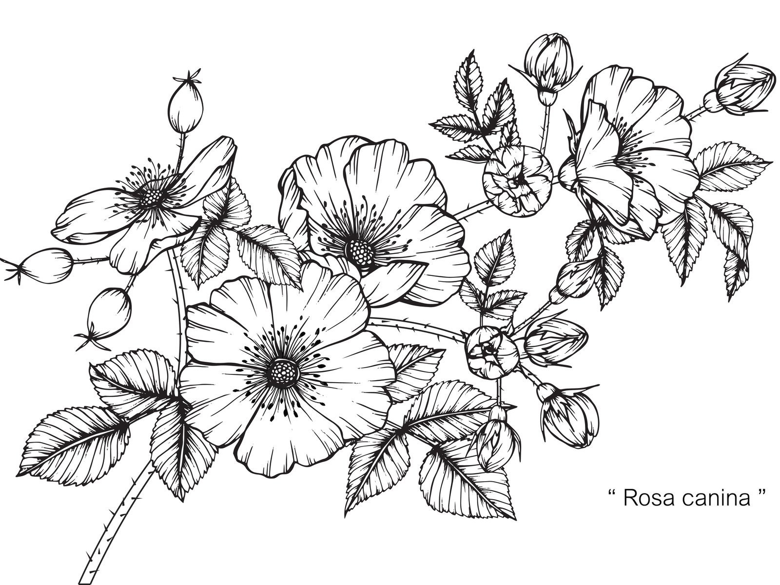 21 Vorlagen für dein Blumen-Tattoo