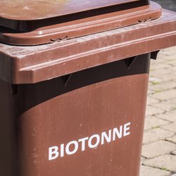 Was tun gegen Maden in der Biotonne – die besten Tipps gegen das eklige Ungeziefer