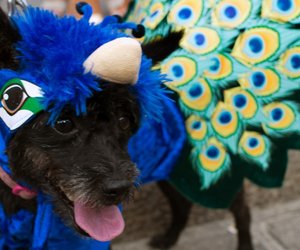 Kostüme für Hunde: Superniedlich oder Tierquälerei?