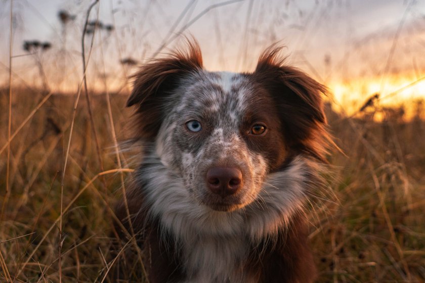 Ein Australian Shepard sitzt vor einem Feld und schaut in die Kamera.