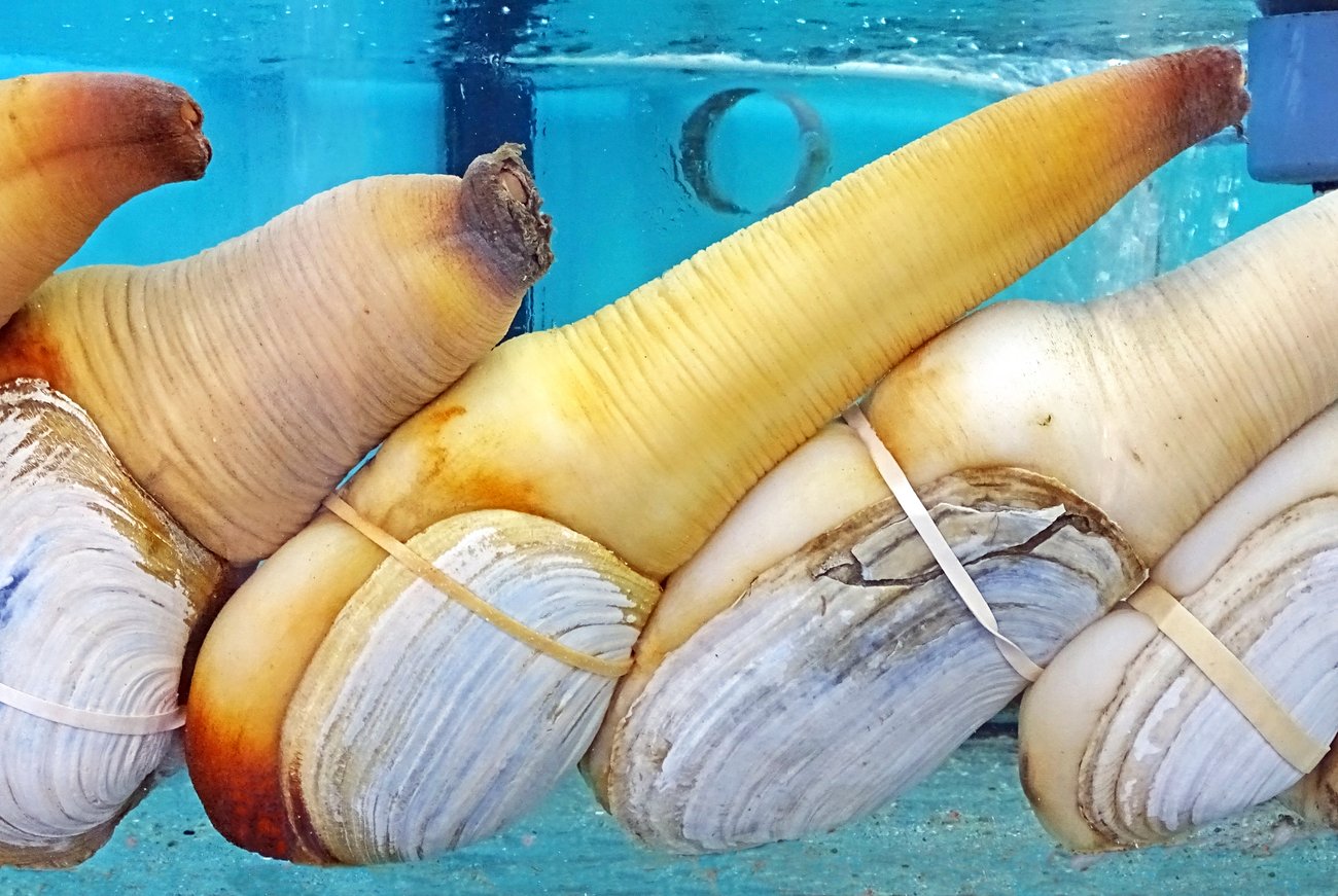 Elefantenrüsselmuschel Elefantenrüsselmuschel