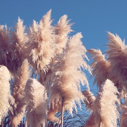 Vorsicht! Diese 4 Fehler können JETZT dein Pampasgras ruinieren