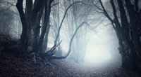 Nach diesem Thriller von Harlan Coben wirst du Waldspaziergänge meiden